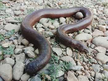 High angle view of snake on rock