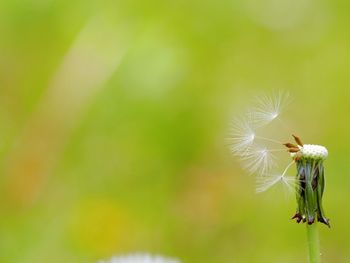 Close-up of dandelion on plant