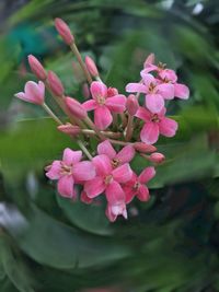 Close-up of pink flowers