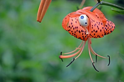 Close-up of butterfly pollinating flower