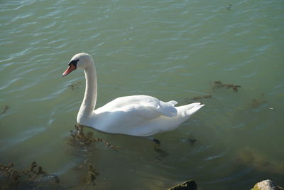Swan swimming in lake