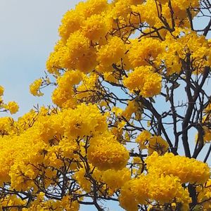 Low angle view of yellow flowers