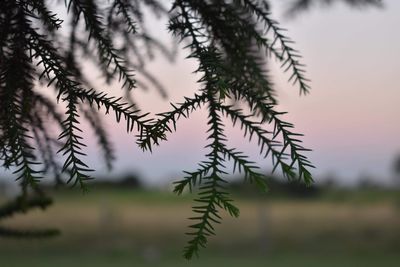 Close-up of pine tree