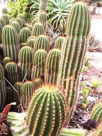 Close-up of cactus growing on palm tree