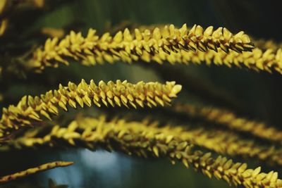 Close-up of plant during sunset