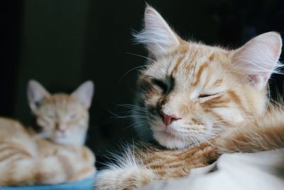 Close-up of cats relaxing at home