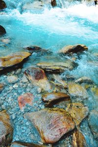 Close-up of fish underwater