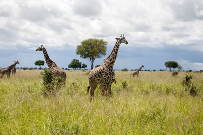 A tower of giraffes in the savannah grazing