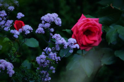 Close-up of pink roses on plant