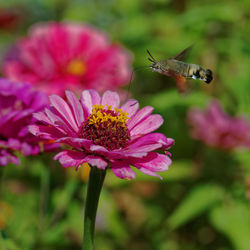 Close-up of insect on pink flower