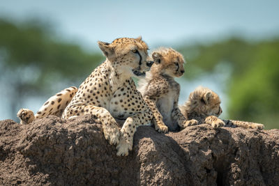 Cheetah family sitting on rock in forest