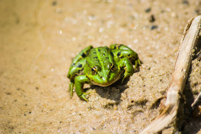 Close-up of frog in water