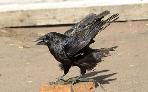 Close-up of bird flying