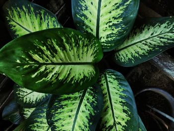 High angle view of succulent plant in market
