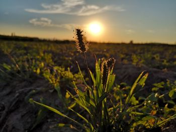 Close-up of crops growing on field against sky at sunset