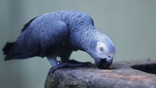 Close-up of african grey parrot perching on wood in cage