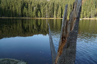 Scenic view of lake in forest