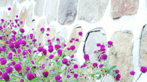 Colorful pink flowers