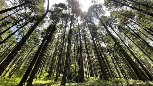 Low angle view of trees in forest