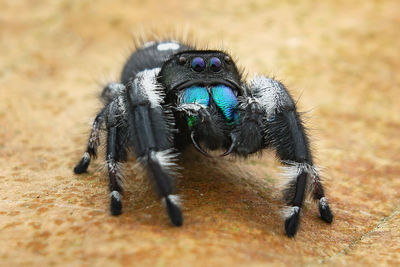 Close-up of spider