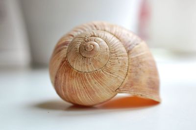 Close-up of snail