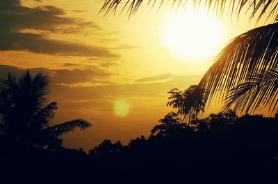 Silhouette of trees at sunset