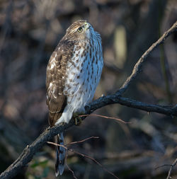 Coopers hawk keeping an eye on the bird feeders in prospect park, brooklyn