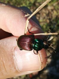 Close-up of insect on finger