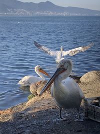 Seagulls on beach