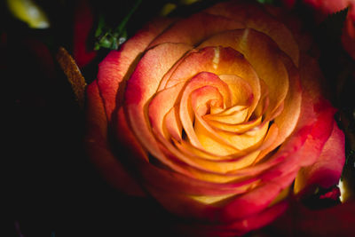 Close-up of red rose