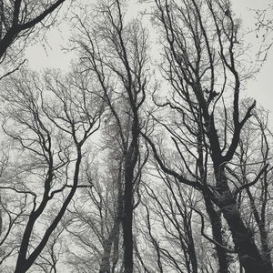 Low angle view of bare trees in forest