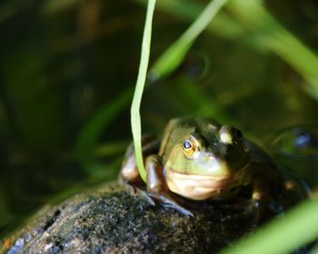 Close-up of frog in water