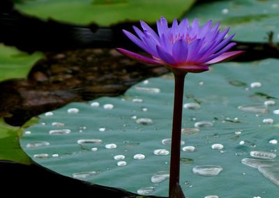 Close-up of lotus water lily in lake