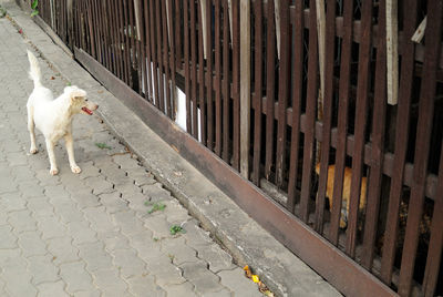 High angle view of dog on footpath by fence