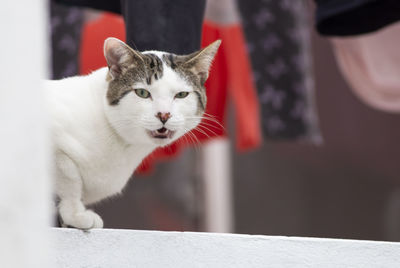 Close-up of white cat