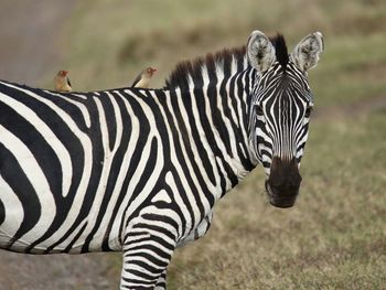 Zebras in a field