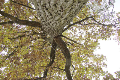 Low angle view of tree against sky