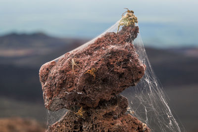 Close-up of wood on rock