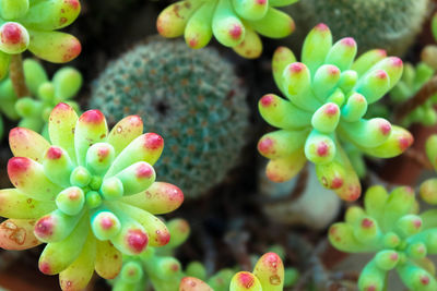 Close-up of pink flowers