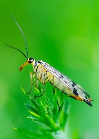 Macro shot of scorpion fly on plant