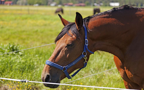 Maroon horse leaning forward in the paddock