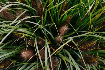 Close-up of plant