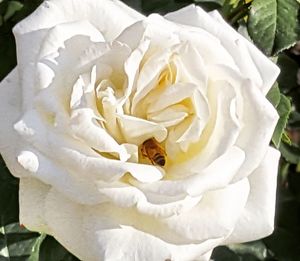 Close-up of bee on white rose