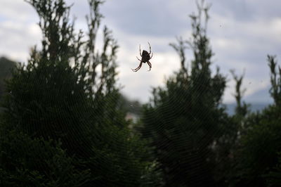 Close-up of spider on web against sky