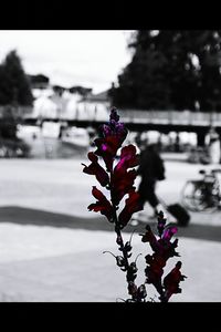 Close-up of pink flowers
