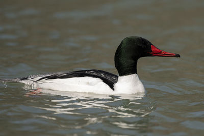 A common merganser floating peacefully on a pond.