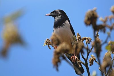 Low angle view of bird perching on branch against sky