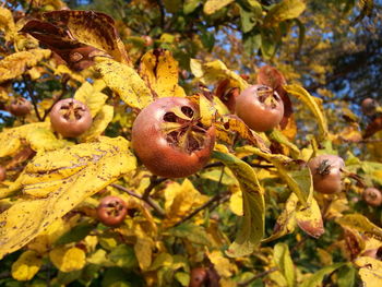 Close-up of fruits on tree