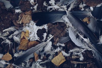 High angle view of feather on dry leaves