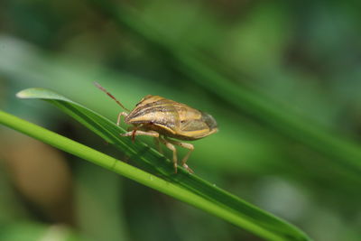 Close-up of insect on leaf